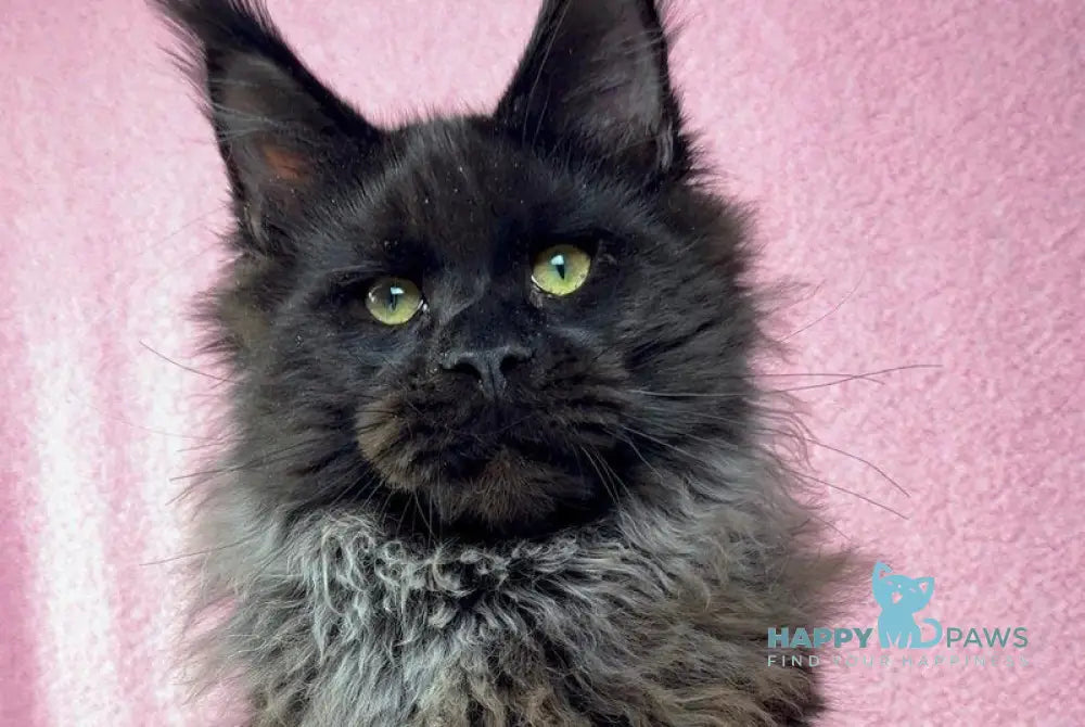 Buddha Maine Coon male black - live animals