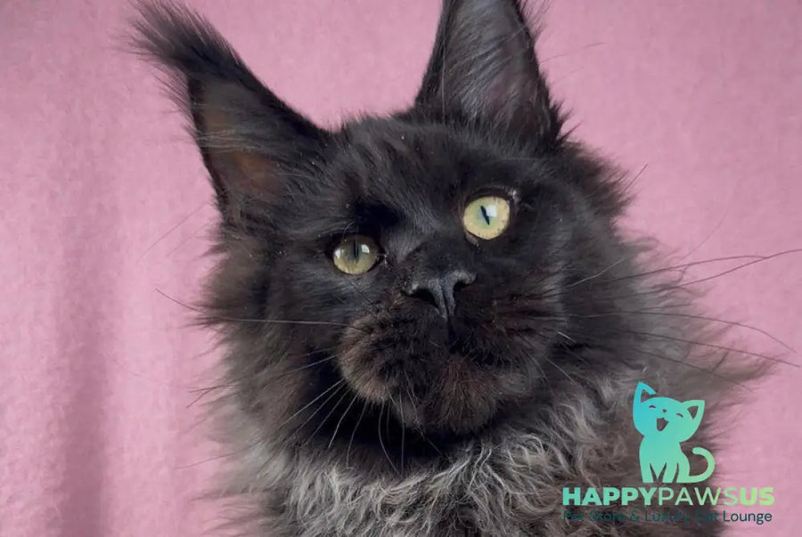Buddha Maine Coon male black - live animals