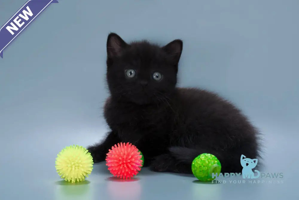 Buddy British Shorthair male black live animals