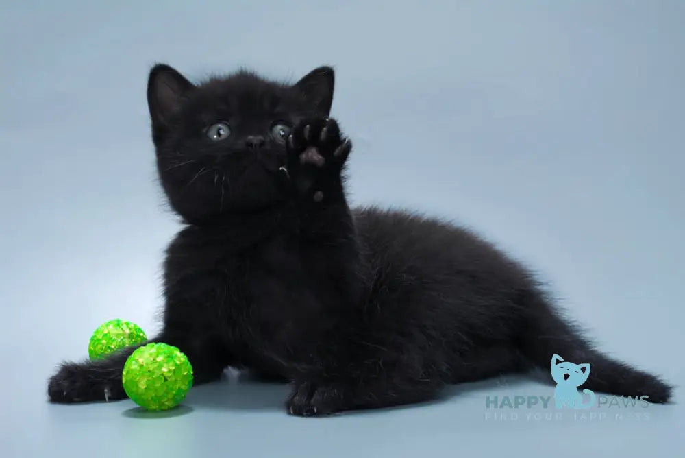 Buddy British Shorthair male black live animals