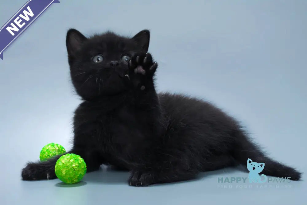 Buddy British Shorthair male black live animals