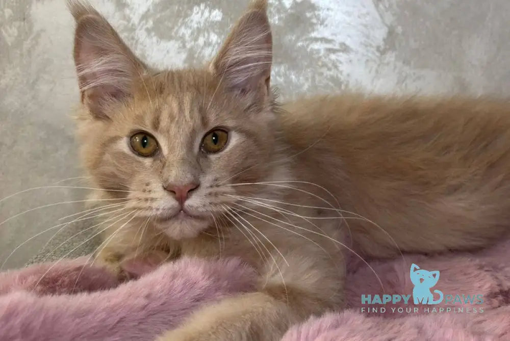 Buddy Maine Coon male cream - live animals