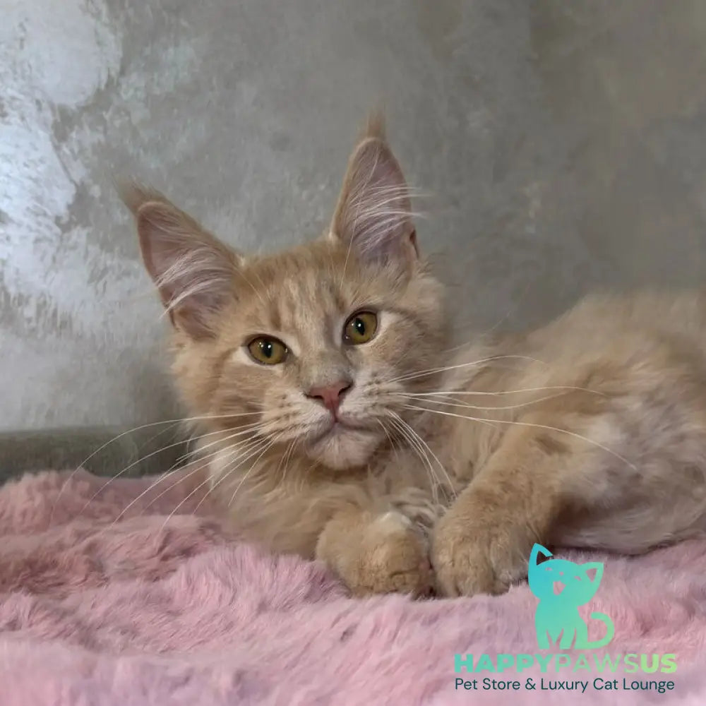 Buddy Maine Coon male cream - live animals