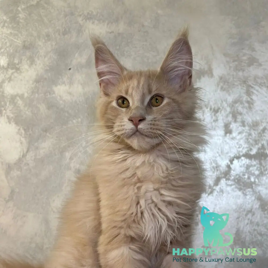 Buddy Maine Coon male cream - live animals
