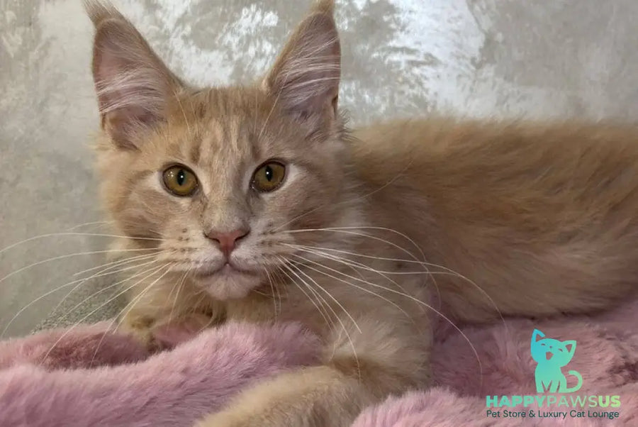 Buddy Maine Coon male cream - live animals
