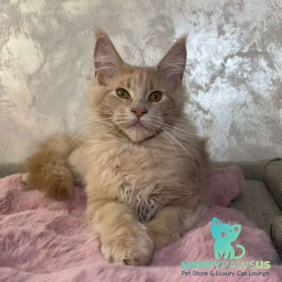 Buddy Maine Coon male cream - live animals