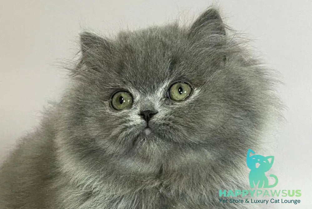 Buddy Munchkin male blue live animals