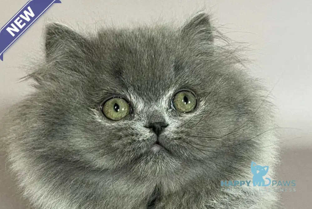 Buddy Munchkin male blue live animals