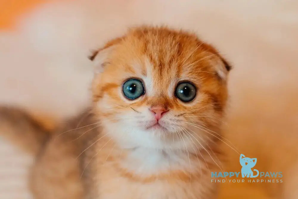 Buddy Scottish Fold male black golden spotted tabby live animals