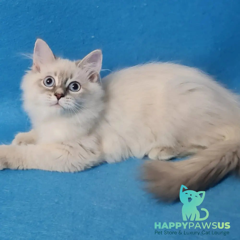 Buddy Siberian male blue tabby pointed - live animals