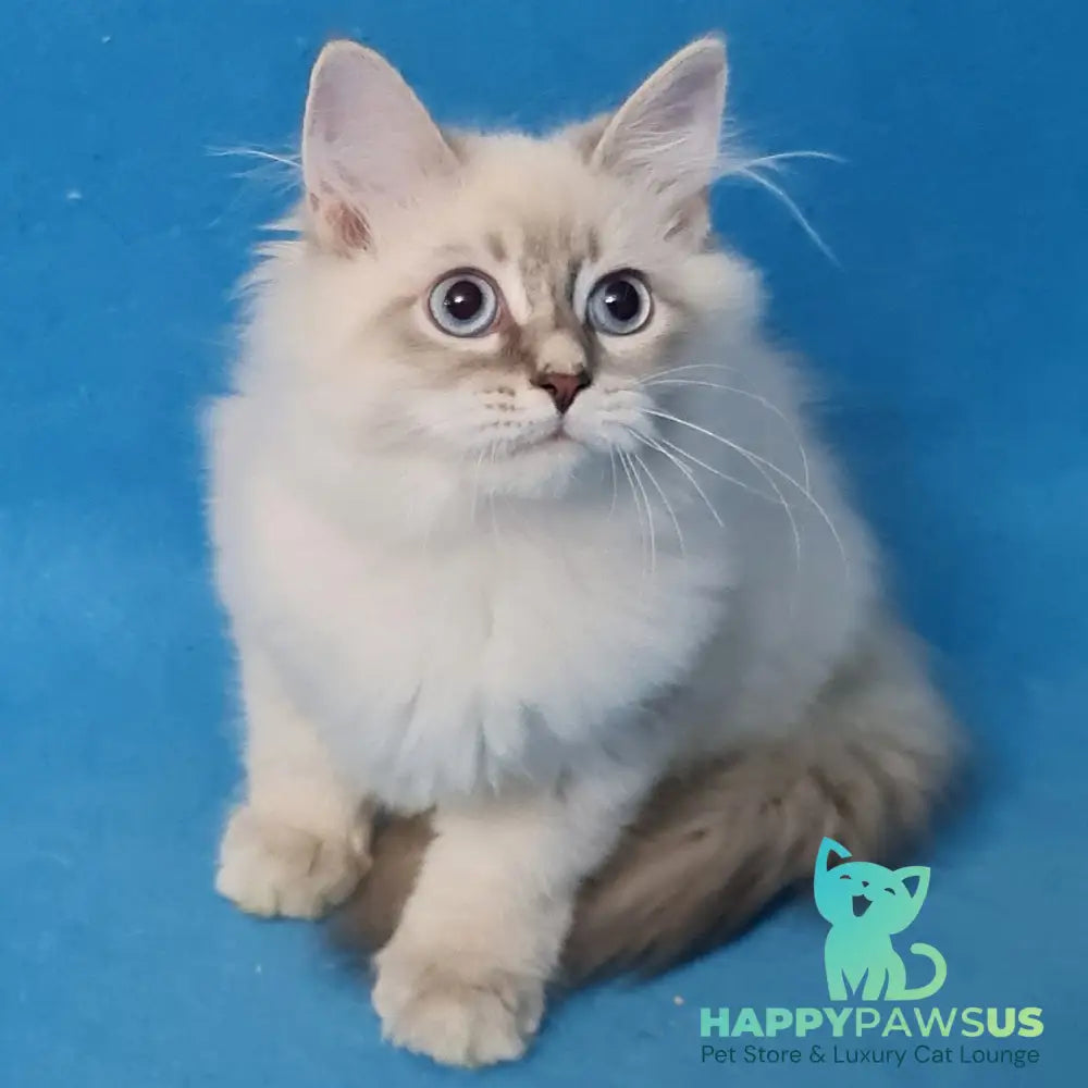 Buddy Siberian male blue tabby pointed - live animals