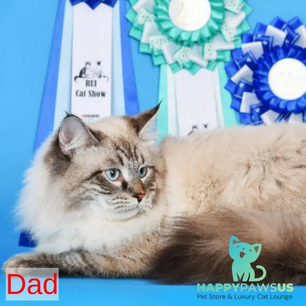 Buddy Siberian male blue tabby pointed - live animals