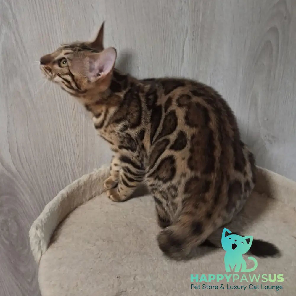 Buffy Bengal female black spotted tabby - live animals