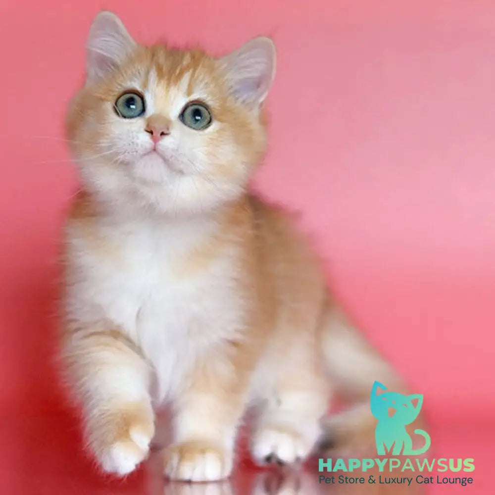 Bugatti British Shorthair female black golden chinchilla - live animals