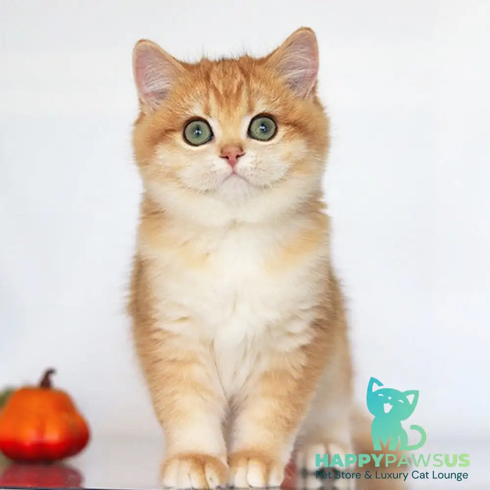 Bugatti British Shorthair female black golden chinchilla - live animals