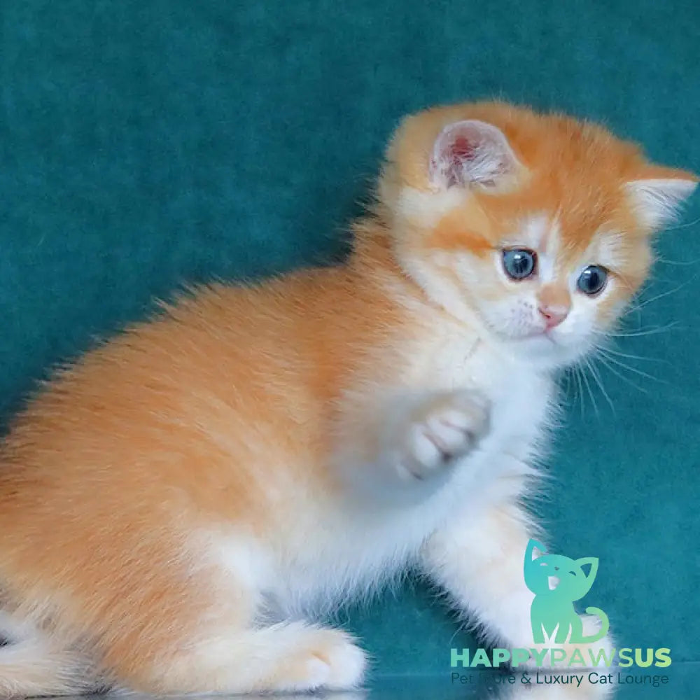 Bugatti British Shorthair female black golden chinchilla - live animals