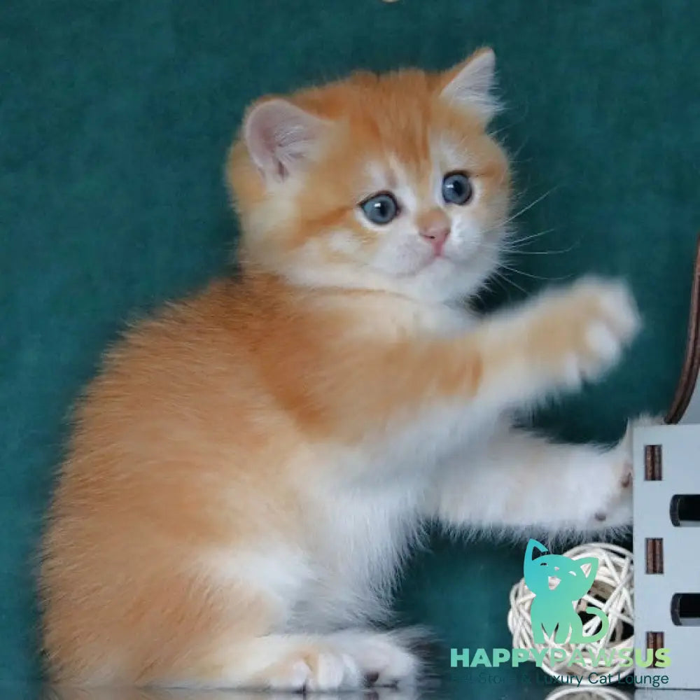 Bugatti British Shorthair female black golden chinchilla - live animals