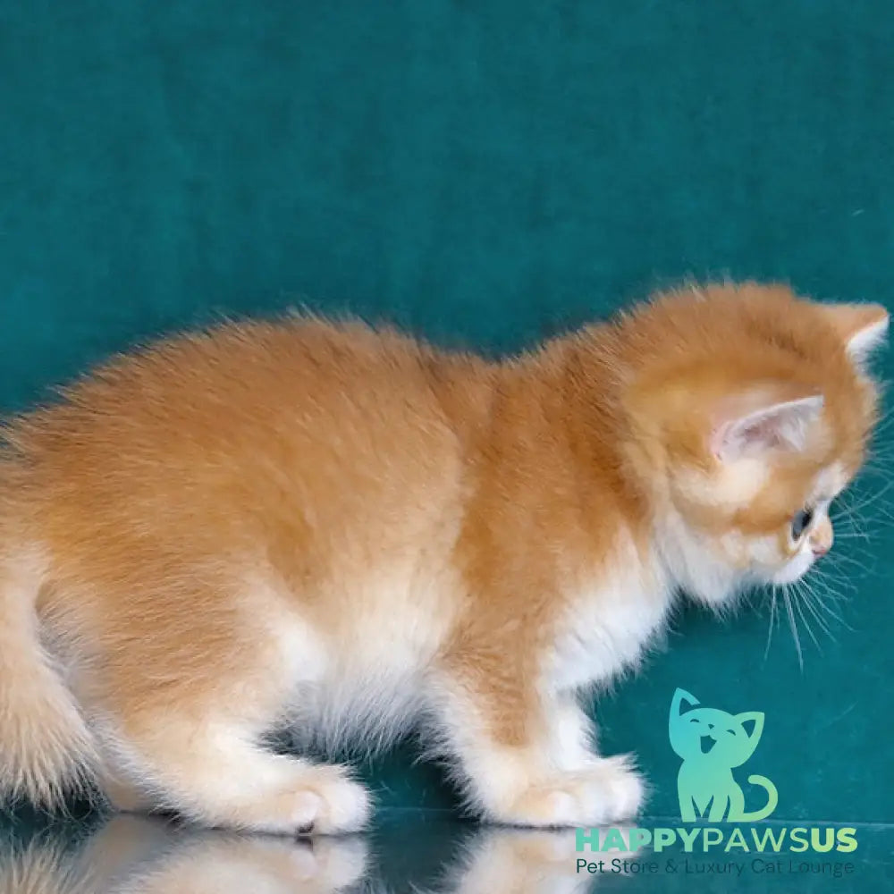 Bugatti British Shorthair female black golden chinchilla - live animals