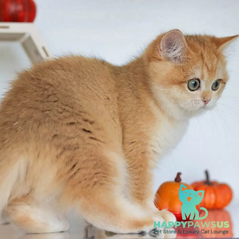 Bugatti British Shorthair female black golden chinchilla - live animals