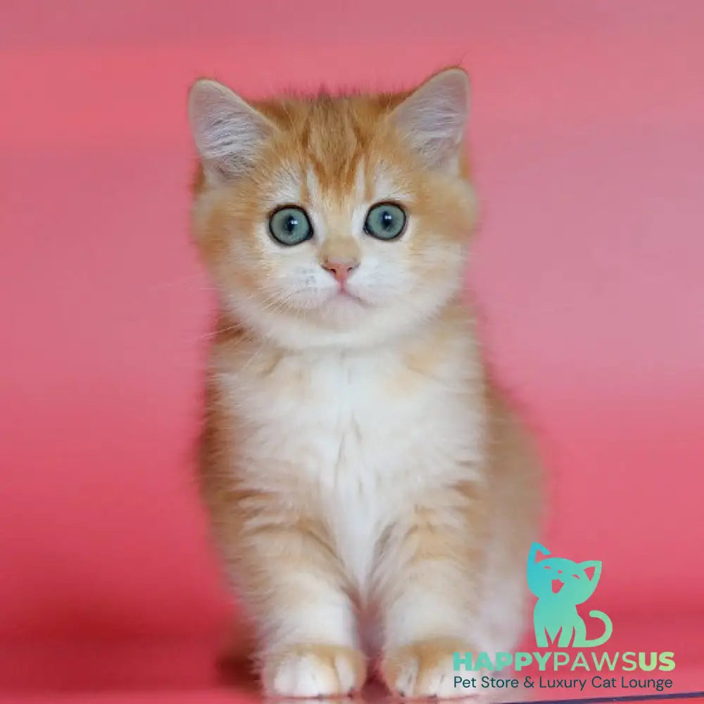 Bugatti British Shorthair female black golden chinchilla - live animals