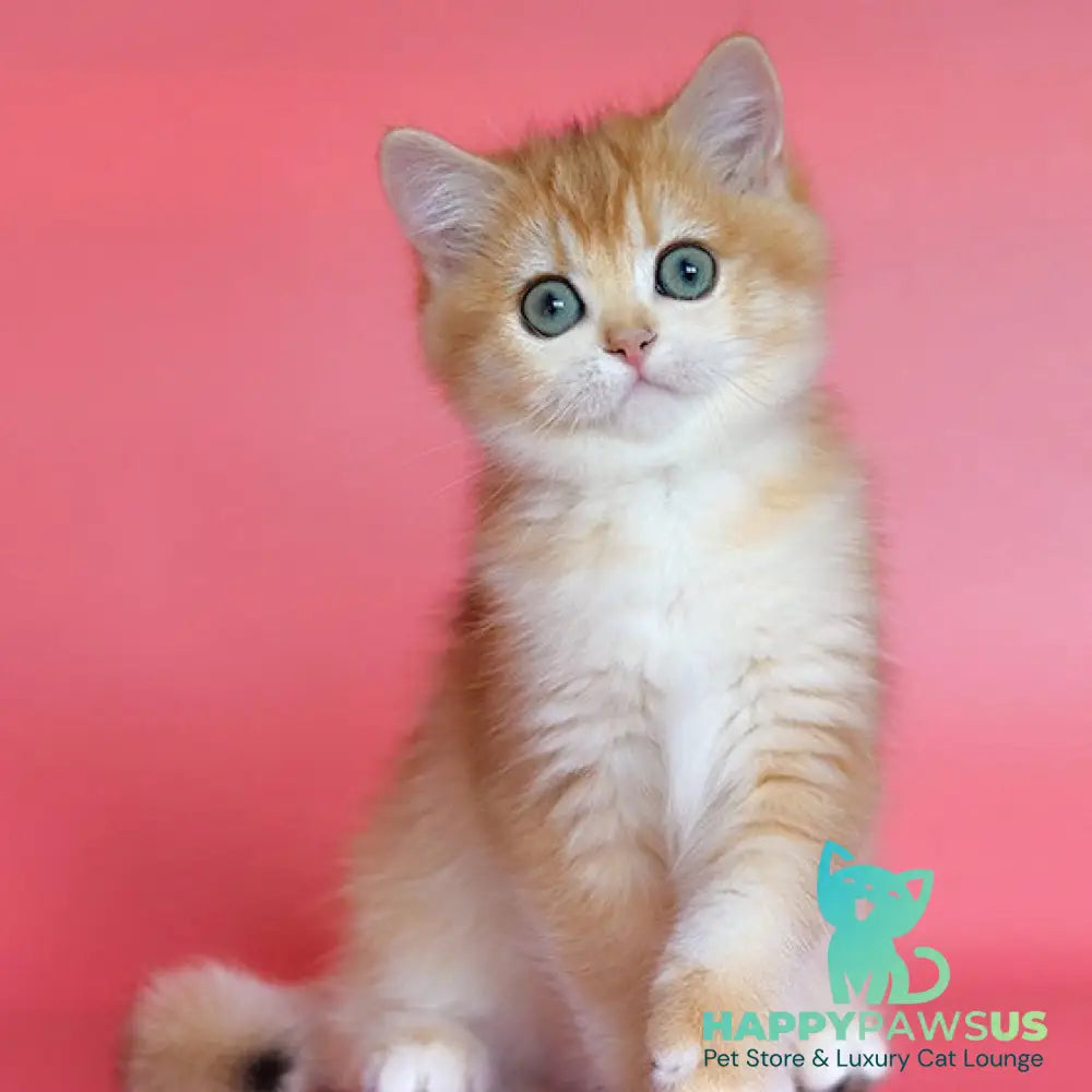 Bugatti British Shorthair female black golden chinchilla - live animals