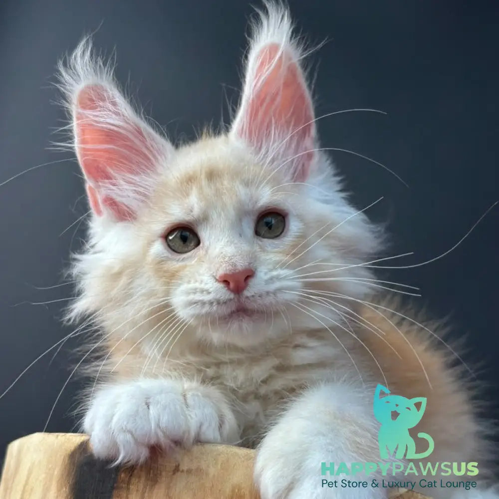Bugs Bunny Maine Coon polydactyl 6x6x6x6 male red silver ticked tabby bicolour - live animals