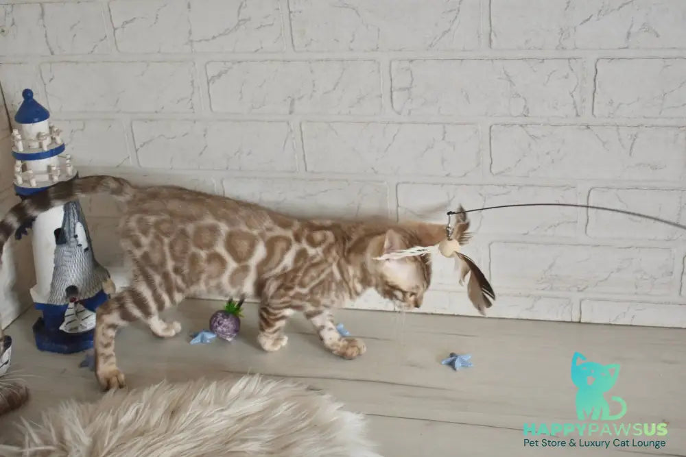 Buka Bengal male snow pointed - live animals