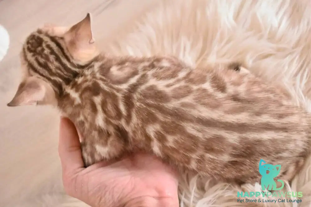 Buka Bengal male snow pointed - live animals