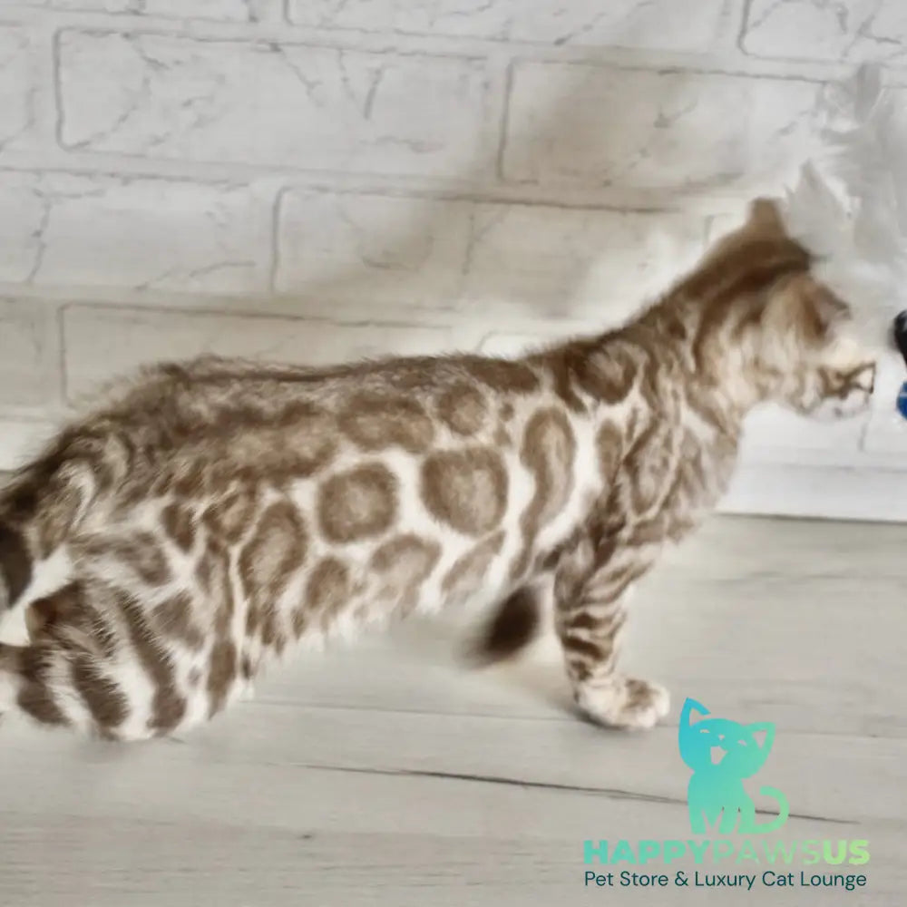 Buka Bengal male snow pointed - live animals