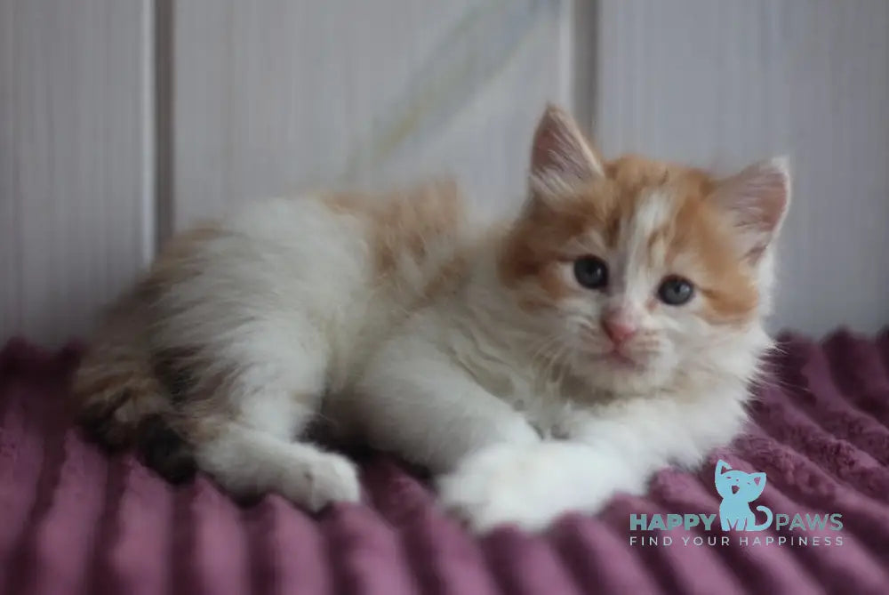 Bulochka Siberian female black tortie spotted tabby bicolour live animals