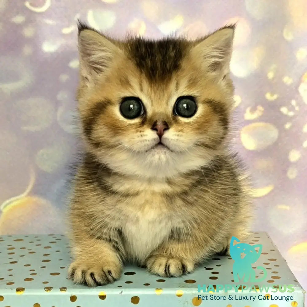 Bumble Munchkin male black golden ticked tabby - live animals