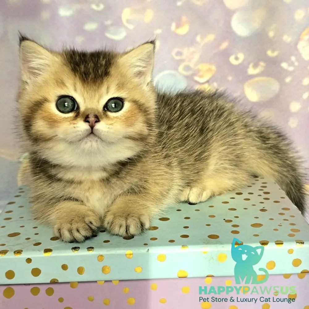 Bumble Munchkin male black golden ticked tabby - live animals
