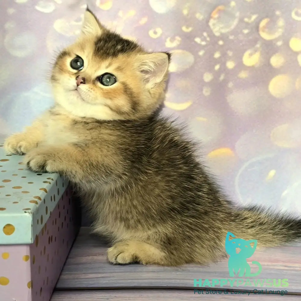 Bumble Munchkin male black golden ticked tabby - live animals