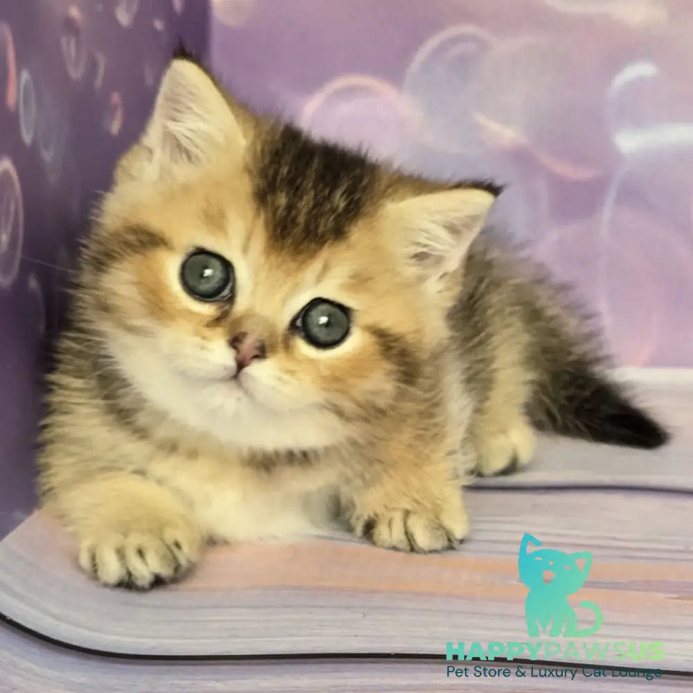 Bumble Munchkin male black golden ticked tabby - live animals