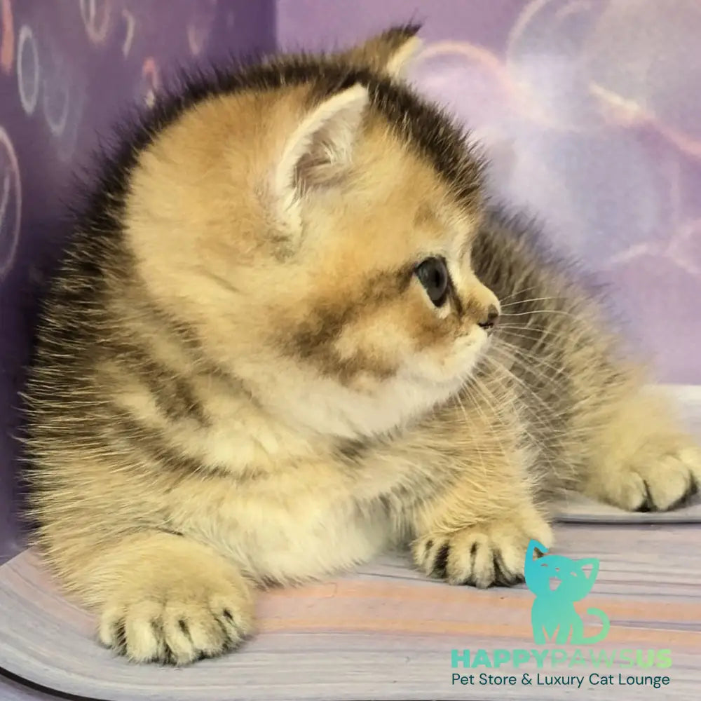 Bumble Munchkin male black golden ticked tabby - live animals