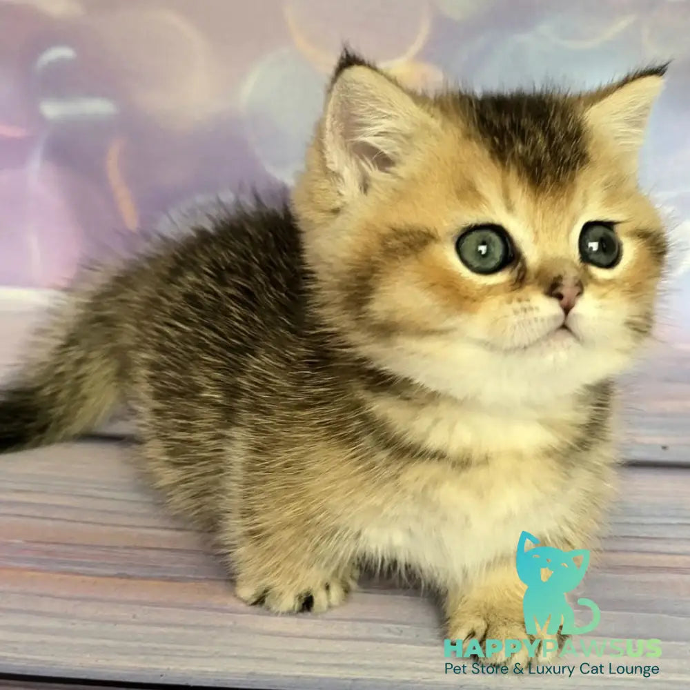 Bumble Munchkin male black golden ticked tabby - live animals