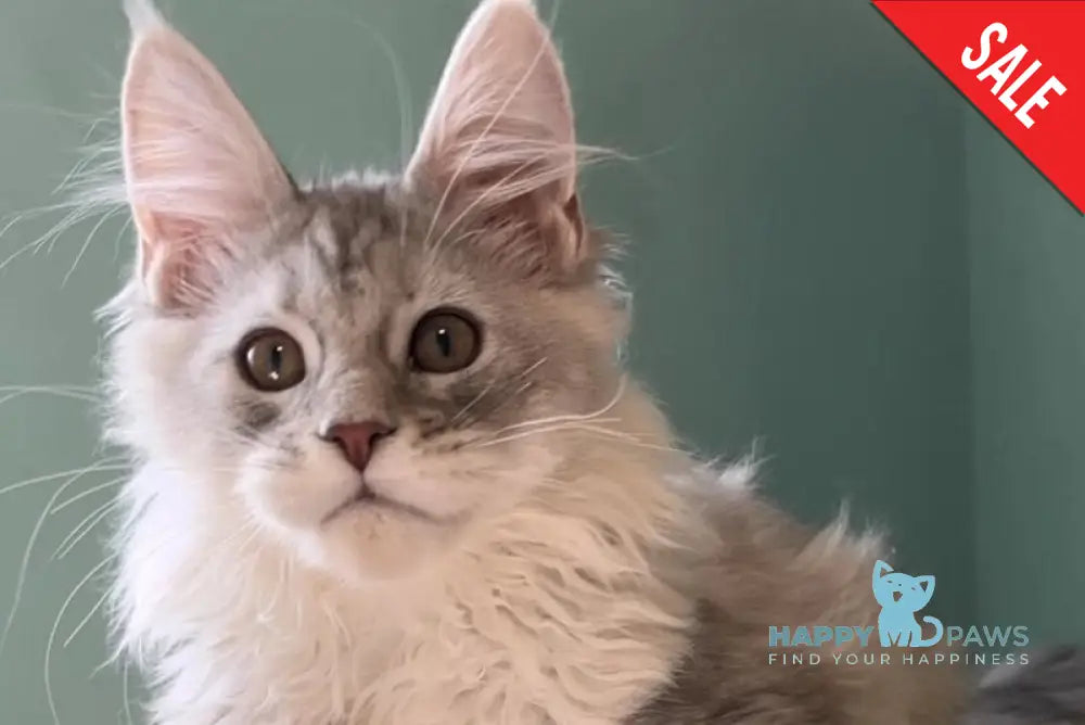 Bumblebee Maine Coon male black silver spotted tabby live animals