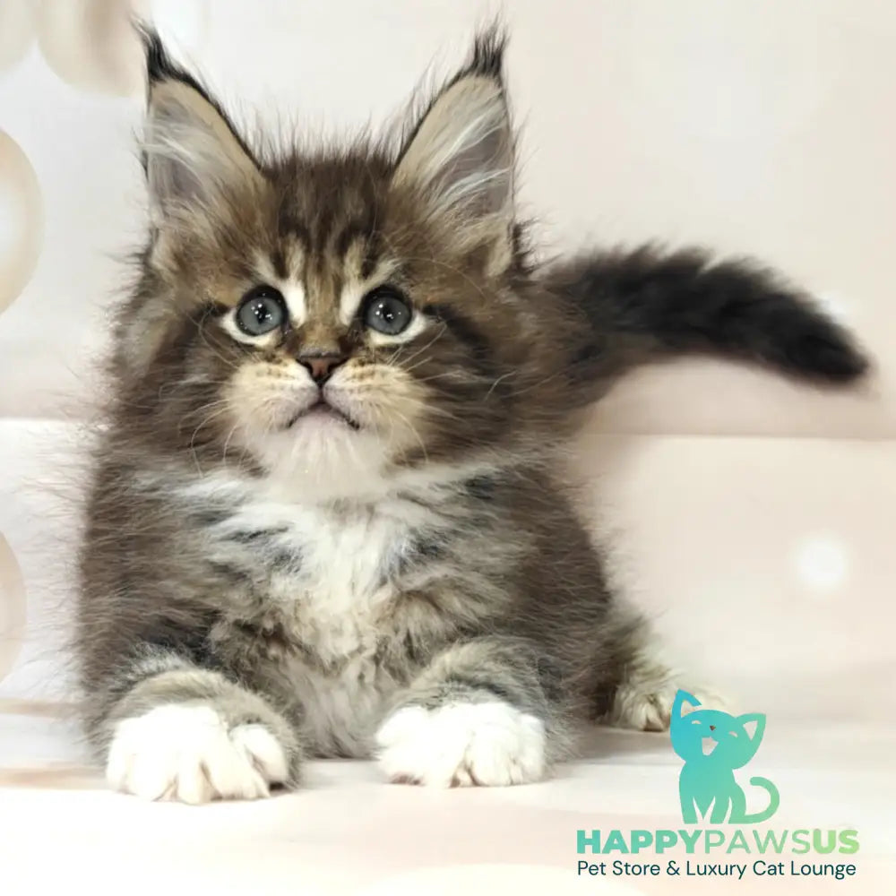 Business Maine Coon female black tabby with white - live animals