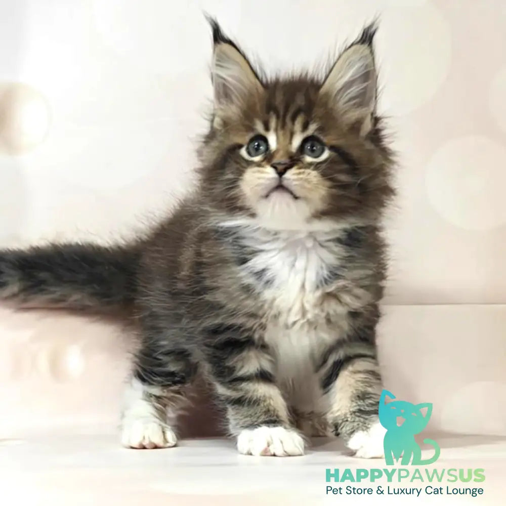 Business Maine Coon female black tabby with white - live animals