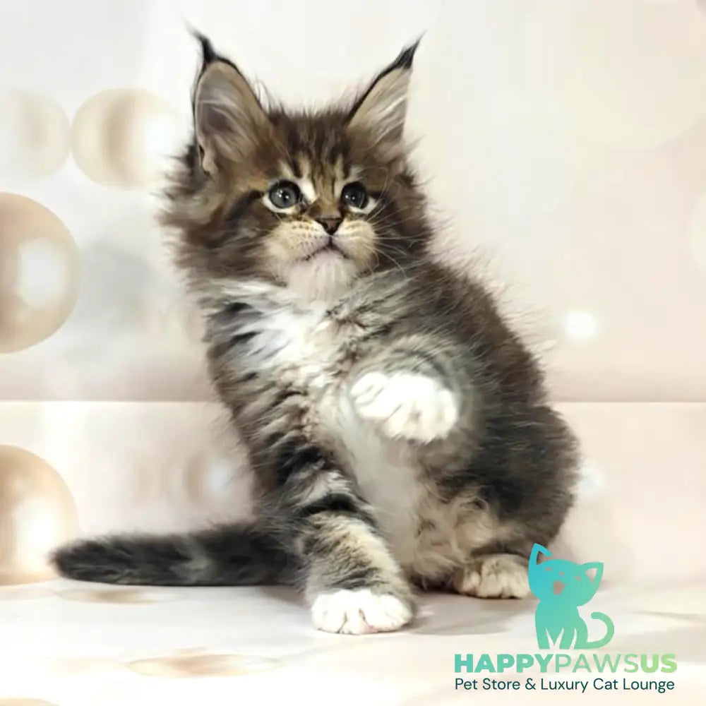 Business Maine Coon female black tabby with white - live animals