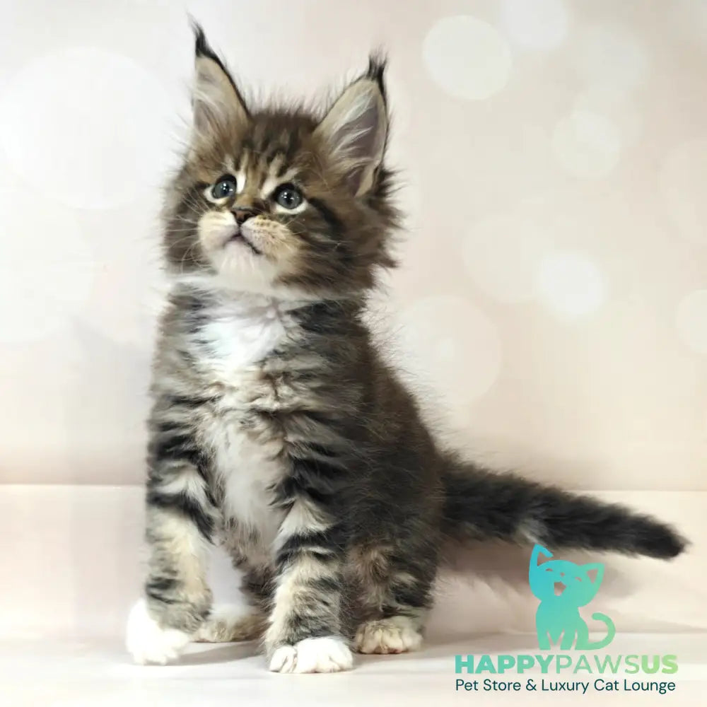 Business Maine Coon female black tabby with white - live animals