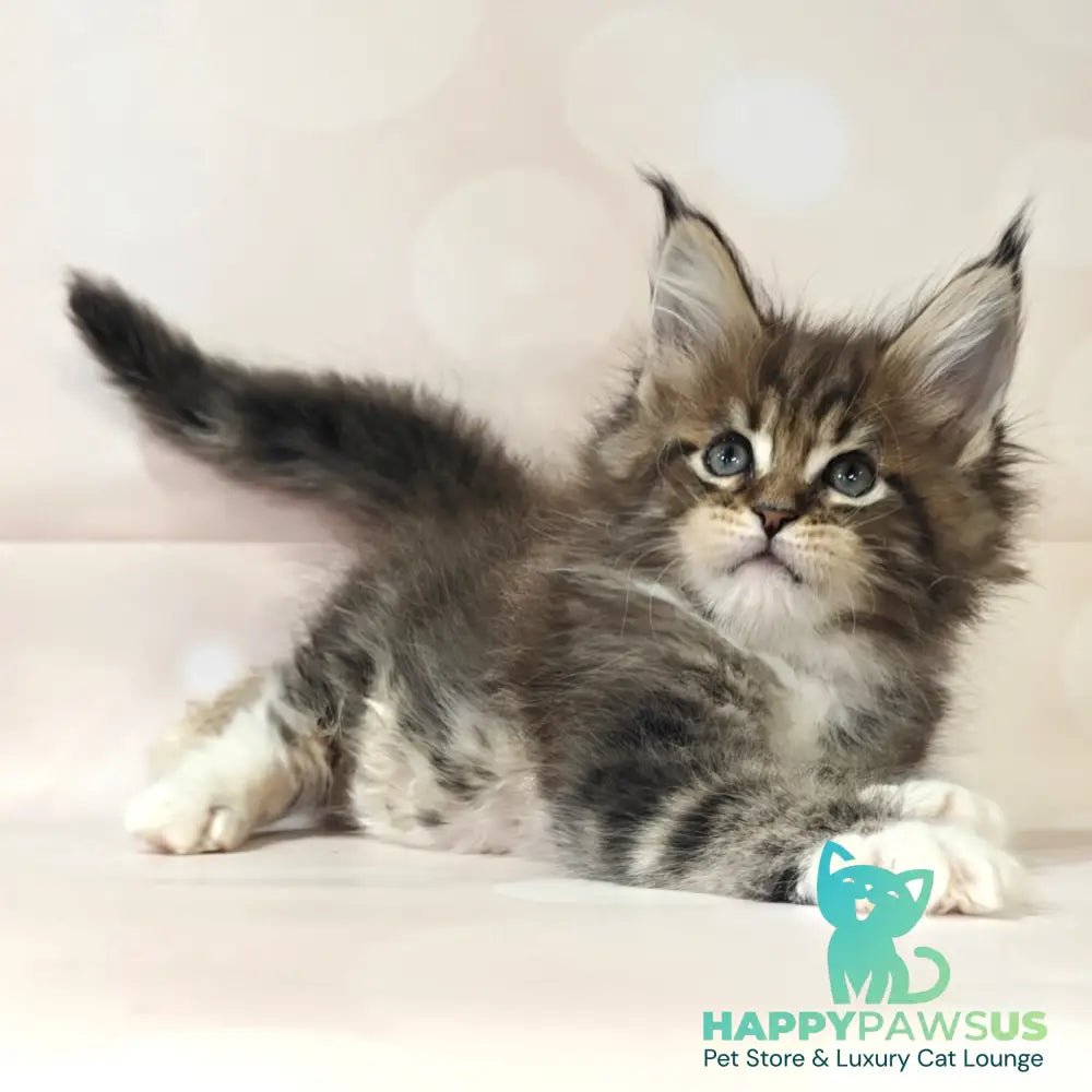 Business Maine Coon female black tabby with white - live animals