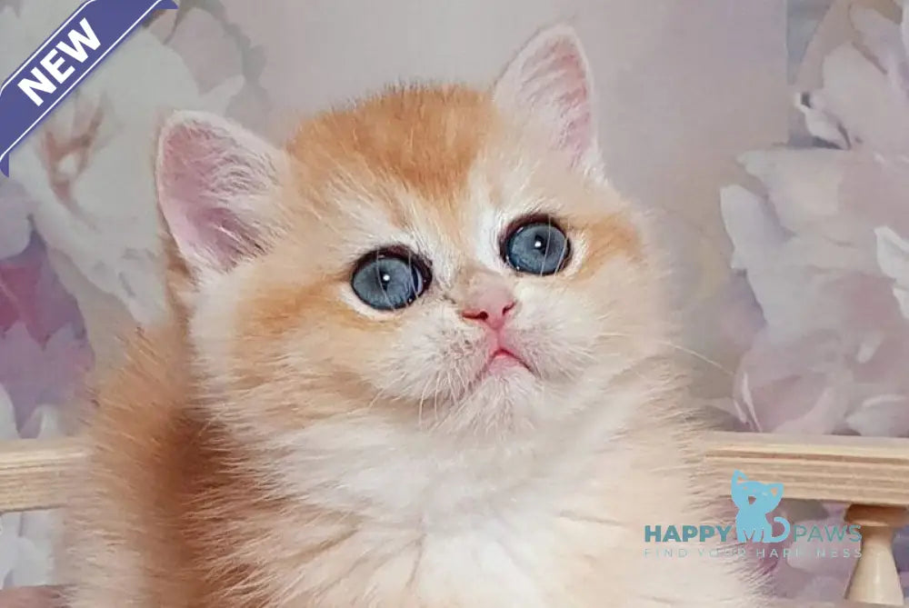 Businka British Shorthair female black golden chinchilla live animals