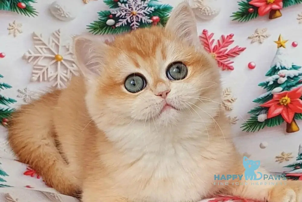 Businka British Shorthair female black golden chinchilla live animals