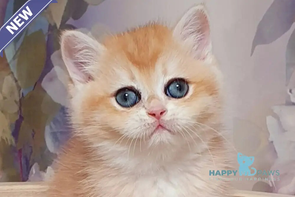 Businka British Shorthair female black golden chinchilla live animals