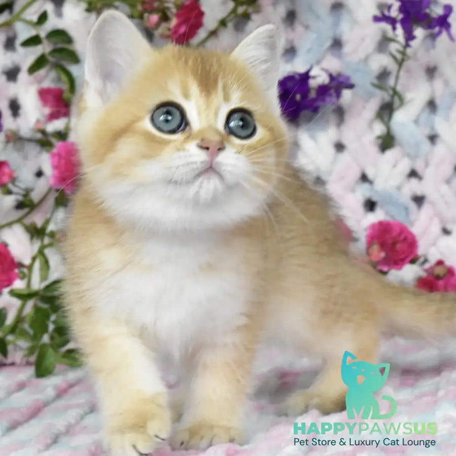 Businka British Shorthair female black golden shaded - live animals