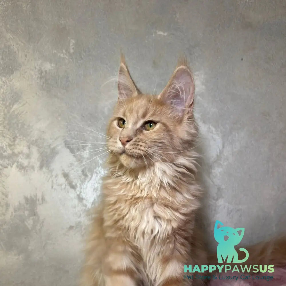Buster Maine Coon male cream - live animals