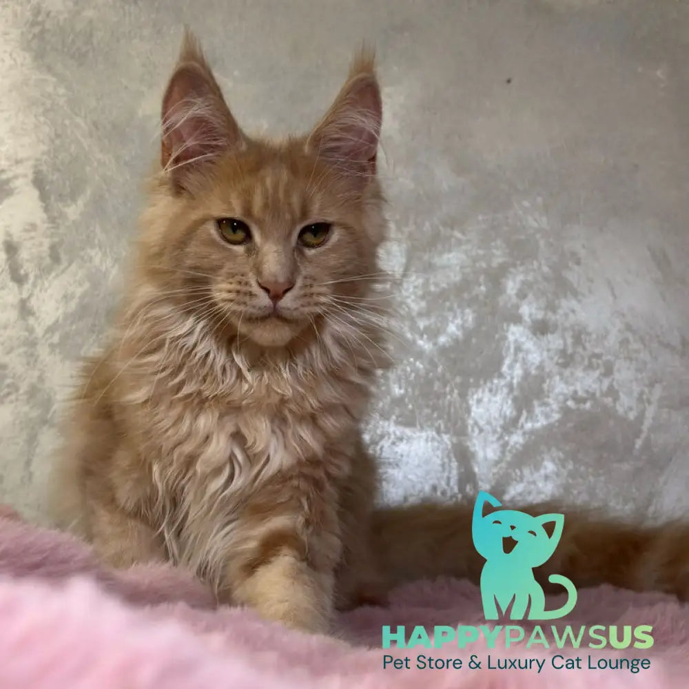 Buster Maine Coon male cream - live animals