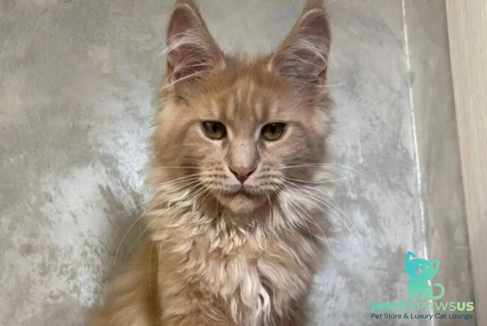 Buster Maine Coon male cream - live animals