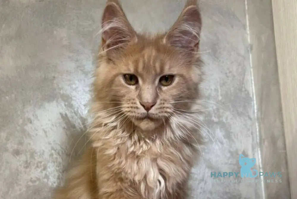 Buster Maine Coon male cream - live animals